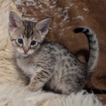 F-4SBT-Male-savnnah-kitten-e