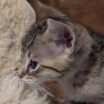 F-4SBT-Male-savnnah-kitten-f