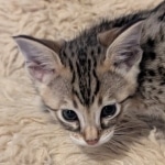 F-4SBT-Male-savnnah-kitten-g