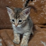 F-4SBT-Male-savnnah-kitten