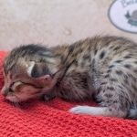 Savannah-Male-Kitten-F-4SBT-a-scaled