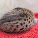 Savannah-Male-Kitten-F-4SBT-b-scaled