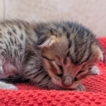 Savannah-Male-Kitten-F-4SBT-c-scaled