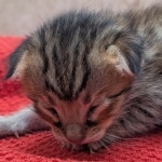 Savannah-Male-Kitten-F-4SBT-d