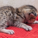 Savannah-Male-Kitten-F-4SBT-e-scaled