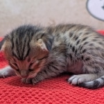 Savannah-Male-Kitten-F-4SBT