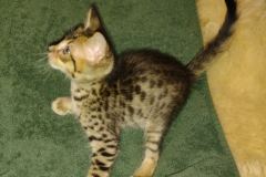 Savannah F-4SBT Male #2 DOB 2-10-22