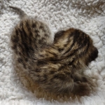 Savannah F-4SBT Male DOB 2-10-22