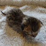 Savannah F-4SBT Male DOB 2-10-22