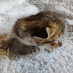 Savannah F-4SBT Male DOB 2-10-22