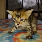 Savannah F-4SBT Male DOB 2-10-22