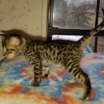 Savannah F-4SBT Male DOB 2-10-22