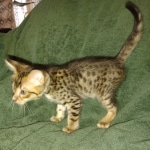 Savannah F-4SBT Male DOB 2-10-22