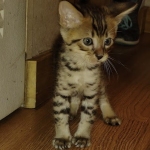 Savannah F-4SBT Male DOB 2-10-22