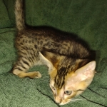 Savannah F-4SBT Male DOB 2-10-22