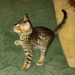 Savannah F-4SBT Male DOB 2-10-22