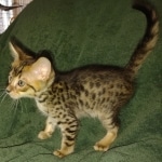 Savannah F-4SBT Male DOB 2-10-22