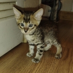 Savannah F-4SBT Male DOB 2-10-22