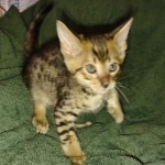 Savannah F-4SBT Male DOB 2-10-22