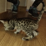 Savannah F-4SBT Male DOB 2-10-22