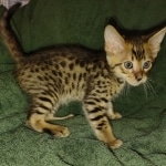 Savannah F-4SBT Male DOB 2-10-22