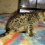 Savannah F-4SBT Male DOB 2-10-22