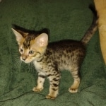 Savannah F-4SBT Male DOB 2-10-22