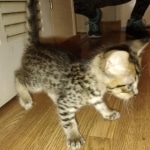 Savannah F-4SBT Male DOB 2-10-22