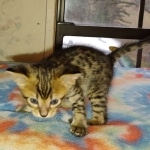 Savannah F-4SBT Male DOB 2-10-22