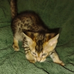 Savannah F-4SBT Male DOB 2-10-22