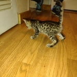 Savannah F-4SBT Male DOB 2-10-22