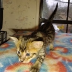 Savannah F-4SBT Male DOB 2-10-22