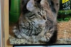 Thor Savannah F-4SBT Male DOB 7-8-21