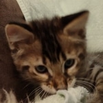 F-4SBT Brown Spotted boy Savannah DOB 7-8-21