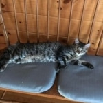 Thor F-4SBT savannah