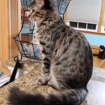 Thor F-4SBT savannah