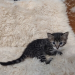 F-4SBT Brown Spotted boy Savannah DOB 7-8-21