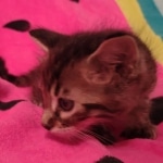 F-4SBT Brown Spotted boy Savannah DOB 7-8-21