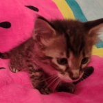 F-4SBT Brown Spotted boy Savannah DOB 7-8-21