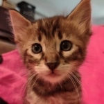 F-4SBT Brown Spotted boy Savannah DOB 7-8-21