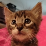 F-4SBT Brown Spotted boy Savannah DOB 7-8-21