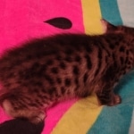 F-4SBT Brown Spotted boy Savannah DOB 7-8-21