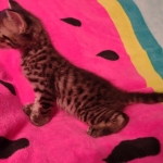 F-4SBT Brown Spotted boy Savannah DOB 7-8-21