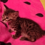 F-4SBT Brown Spotted boy Savannah DOB 7-8-219