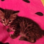 F-4SBT Brown Spotted boy Savannah DOB 7-8-21