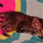 F-4SBT Brown Spotted boy Savannah DOB 7-8-21