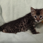 F-4SBT Brown Spotted boy Savannah DOB 7-8-21