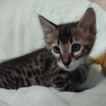 F-4SBT Brown Spotted boy Savannah DOB 7-8-21