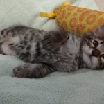 F-4SBT Brown Spotted boy Savannah DOB 7-8-21