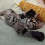 F-4SBT Brown Spotted boy Savannah DOB 7-8-21